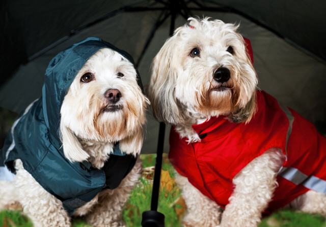 Dog clothing for wet weather