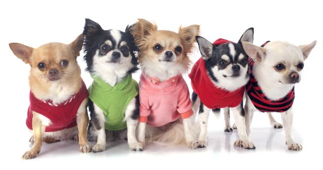 Dog clothing