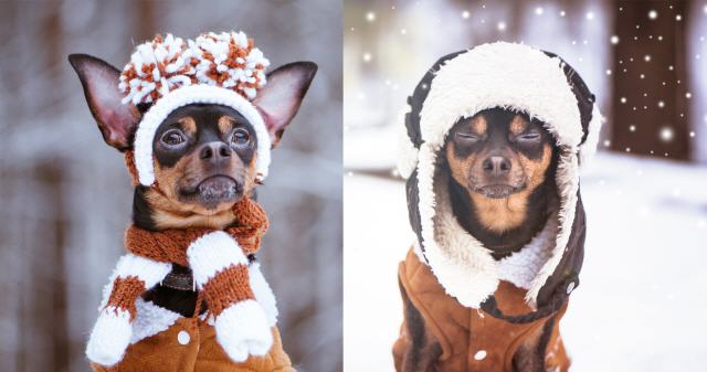 Very warm dog clothing