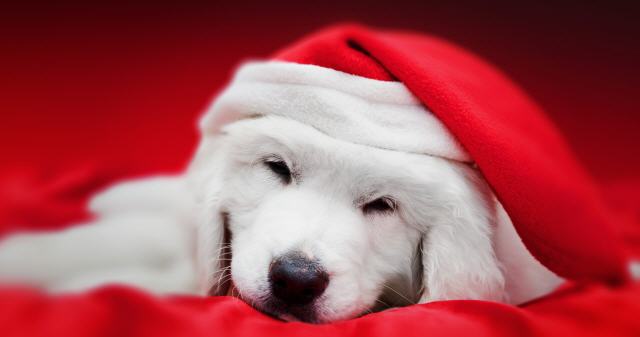 Christmas dog clothing
